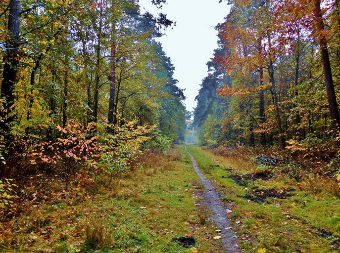 autumn forest path